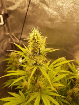 Northern Lights Auto - картинка 3