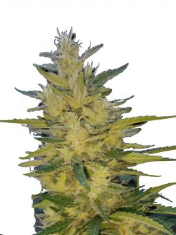 Caramelo - картинка 6