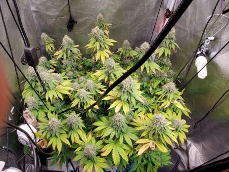 Romulan - картинка 6