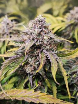 Bruce Banner Auto - картинка 3