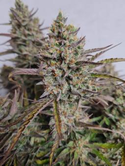 Lemon Larry OG - картинка 4