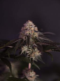 Tarte Tatin - картинка 1