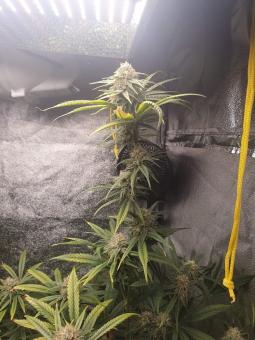 Fresh Candy - картинка 2