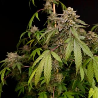 Candy Breath - картинка 2