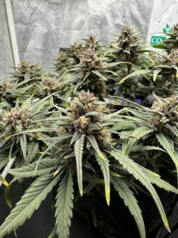 Tropicana Cookies Auto - картинка 4