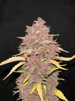 Purple Haze Auto - картинка 3