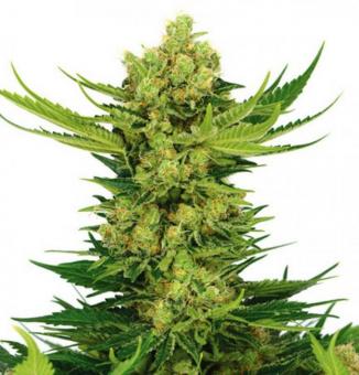 Tutankhamon - картинка 1