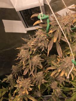 Wendy - картинка 6