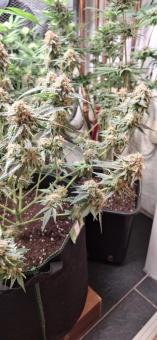 Mendocino Skunk - картинка 3