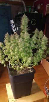 DC Kush - картинка 2