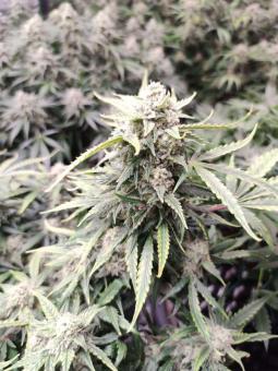 Auto Cinderella Jack - картинка 4