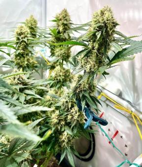 Mendocino Skunk - картинка 5