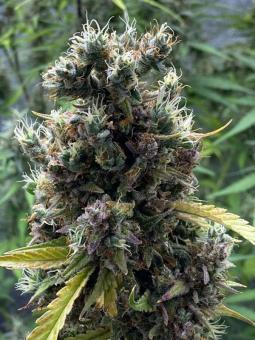 Purple Punch Auto - картинка 8