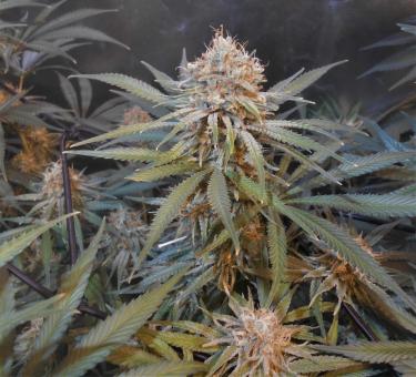 Amnesia Gold - картинка 3