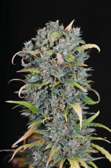 Big Devil Auto - картинка 3