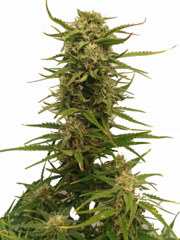 Northern Light Auto - картинка 9