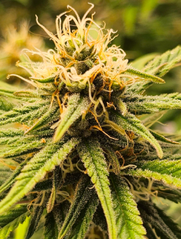 Kalashnikova - картинка 2