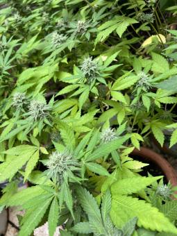 Top-44 Auto - картинка 1