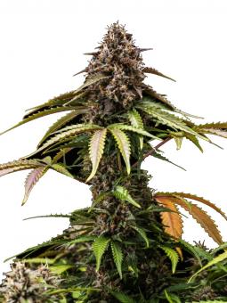 White Widow Auto - картинка 8