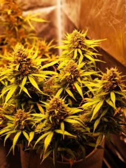 Moby Dick Auto - картинка 4