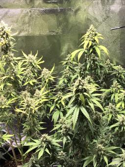 Sweet Amnesia Haze XL Auto - картинка 1