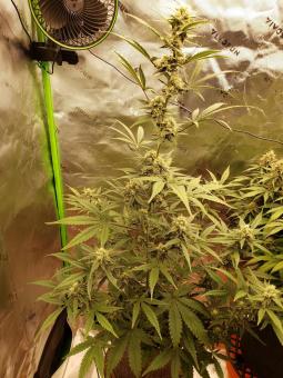 Total Cheese Auto (aka Super Cheese Auto) - картинка 1