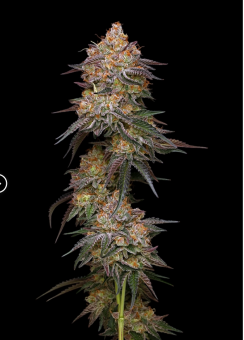 Granny Candy - картинка 1