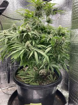 Lemon Skunk - картинка 3