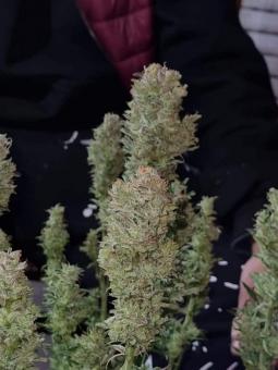 Buddha Auto Tangie - картинка 3