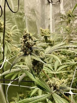 Buddha Amnesia - картинка 4