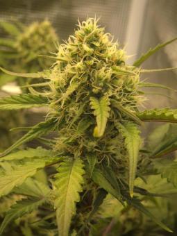 Guava Auto - картинка 2