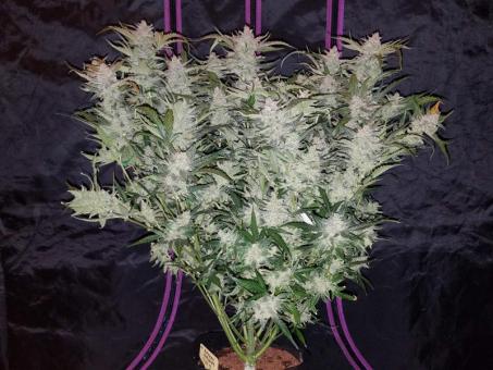 Mexican Airlines Auto - картинка 2