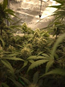 Guava Auto - картинка 4