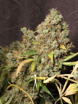 Purple OG Punch - картинка 3