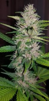 C4 Auto - картинка 8