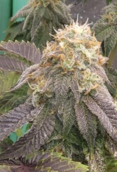 Watermelon Zkittlez - картинка 6