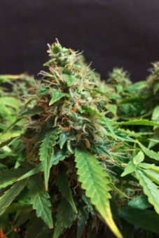 Jack Herer Auto - картинка 2