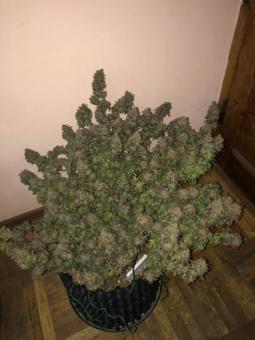 Critical Orange Punch - картинка 5