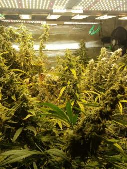 Hawaiian Snow - картинка 5