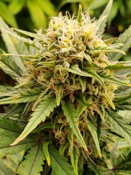 Tai Wood genetics - картинка 6