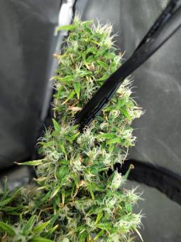 Arjan's Ultra Haze #1 - картинка 4