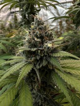 Sweetopia - картинка 1