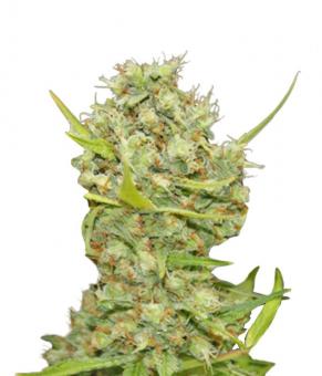 Pineapple Chunk - картинка 4