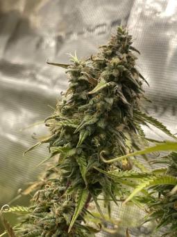 Trainwreck Auto - картинка 4