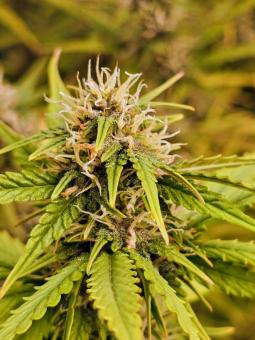 Somango XXL auto - картинка 1