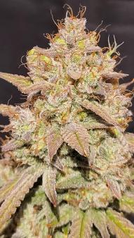 Sunset Sherbet - картинка 4