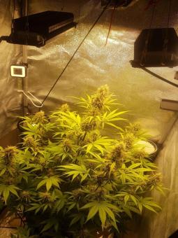 Northern Lights Auto - картинка 6