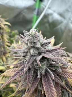 Green Papaya - картинка 5