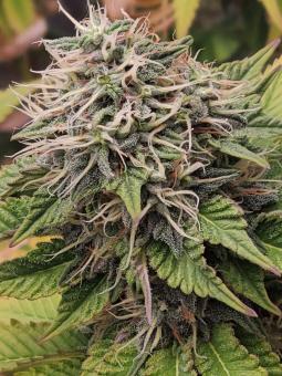 Romulan - картинка 2