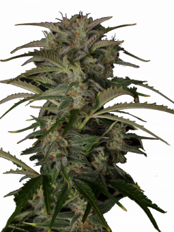 Auto White Devotchka genetics - картинка 1